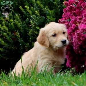 Dolly, Golden Retriever Puppy