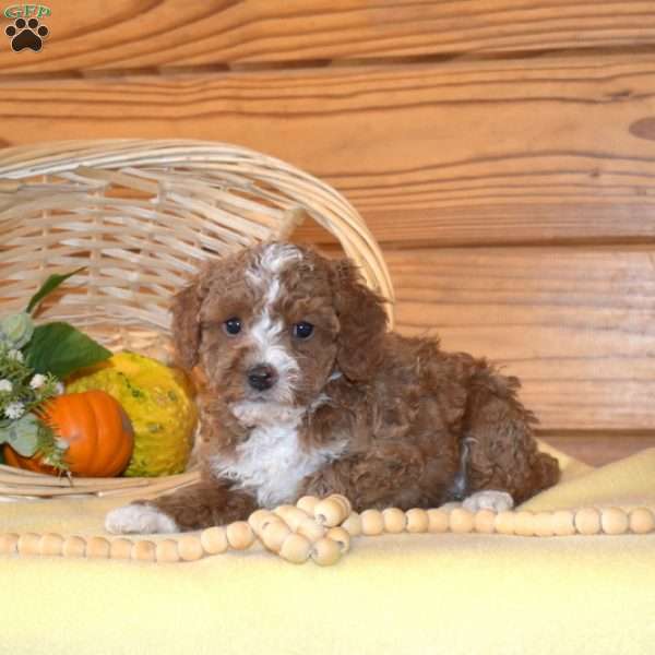 Domino, Miniature Poodle Puppy
