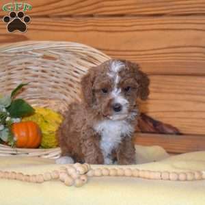 Domino, Miniature Poodle Puppy