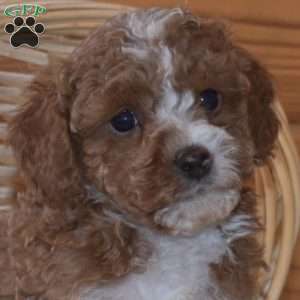 Domino, Miniature Poodle Puppy