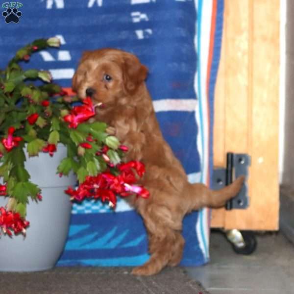 Donnie, Cavapoo Puppy