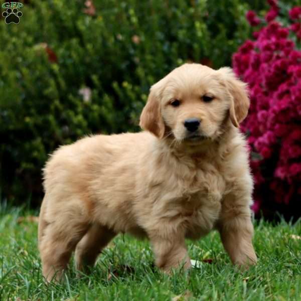 Donnie, Golden Retriever Puppy