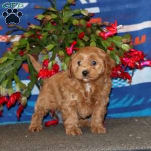 Donnie, Cavapoo Puppy