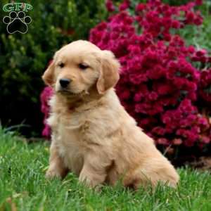 Donnie, Golden Retriever Puppy