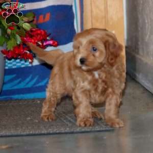 Donnie, Cavapoo Puppy
