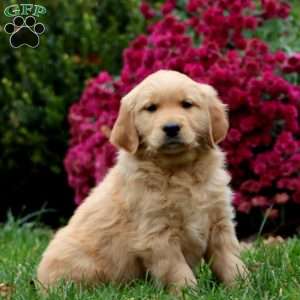 Donnie, Golden Retriever Puppy