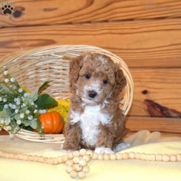 Doodles, Miniature Poodle Puppy