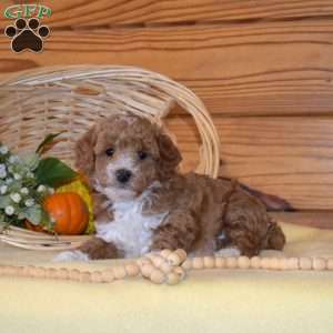 Doodles, Miniature Poodle Puppy