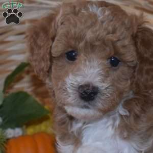 Doodles, Miniature Poodle Puppy