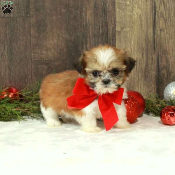 Dora, Shih Tzu Puppy