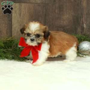 Dora, Shih Tzu Puppy