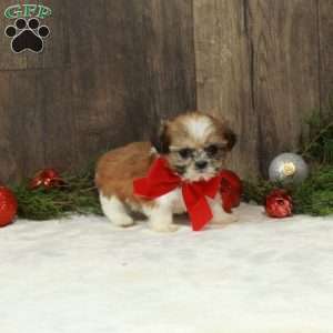 Dora, Shih Tzu Puppy