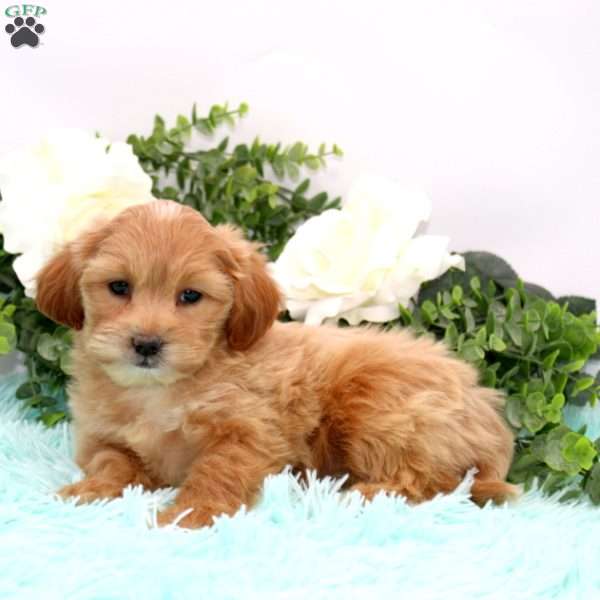 Dorcas, Bich-Poo Puppy