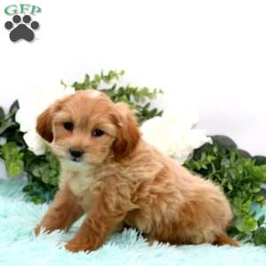 Dorcas, Bich-Poo Puppy