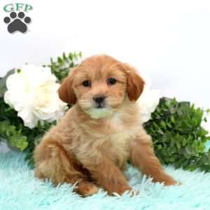 Dorcas, Bich-Poo Puppy