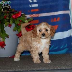 Doris, Cavapoo Puppy