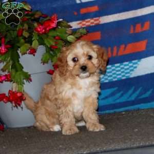 Doris, Cavapoo Puppy