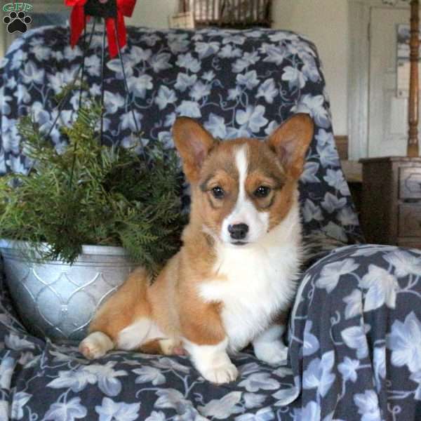 Della, Pembroke Welsh Corgi Puppy