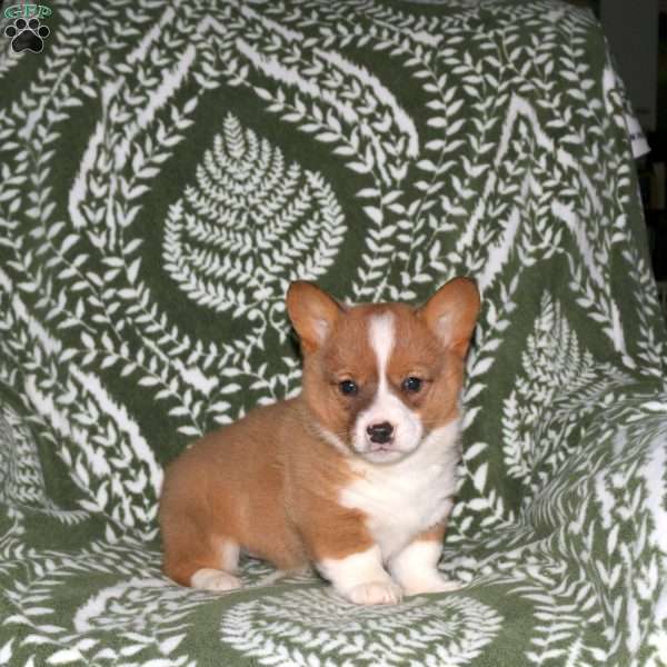 Dottie, Pembroke Welsh Corgi Puppy