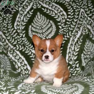 Dottie, Pembroke Welsh Corgi Puppy