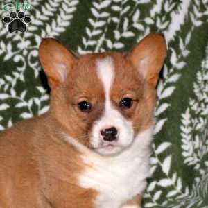 Dottie, Pembroke Welsh Corgi Puppy