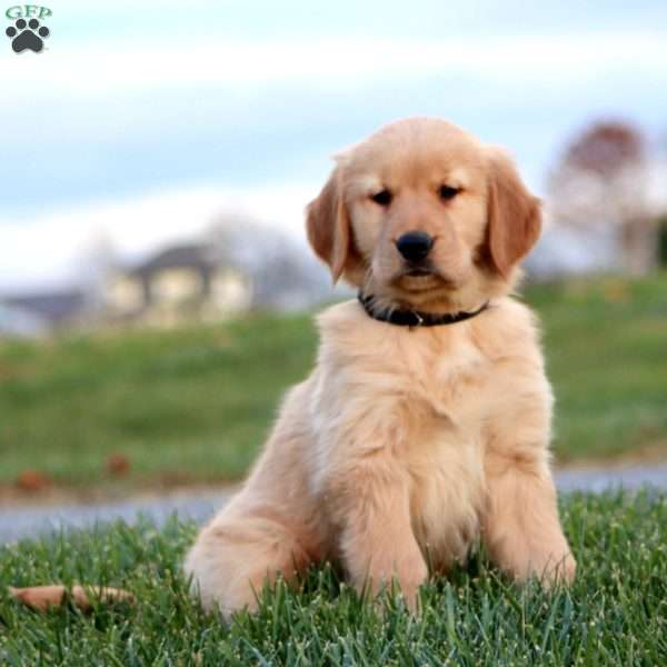 Dr Pepper, Golden Retriever Puppy
