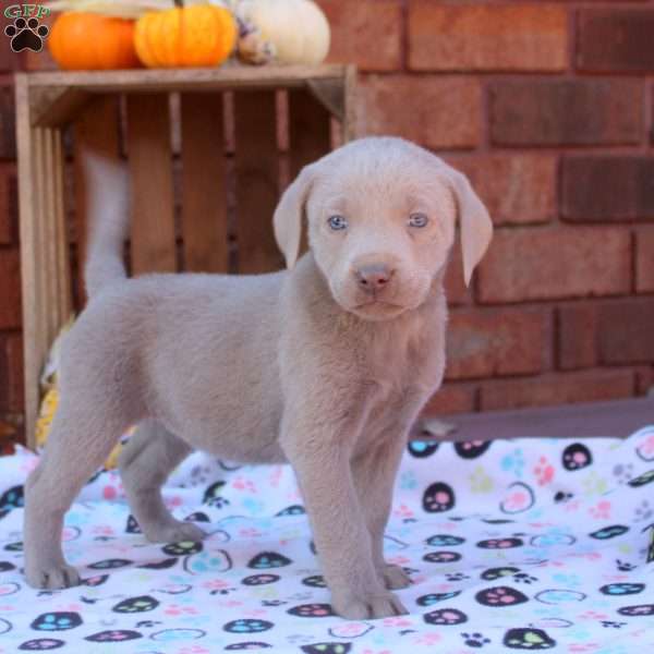 Drake, Silver Labrador Retriever Puppy