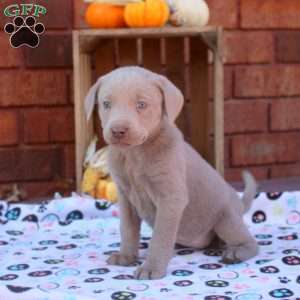 Drake, Silver Labrador Retriever Puppy