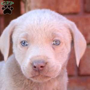 Drake, Silver Labrador Retriever Puppy