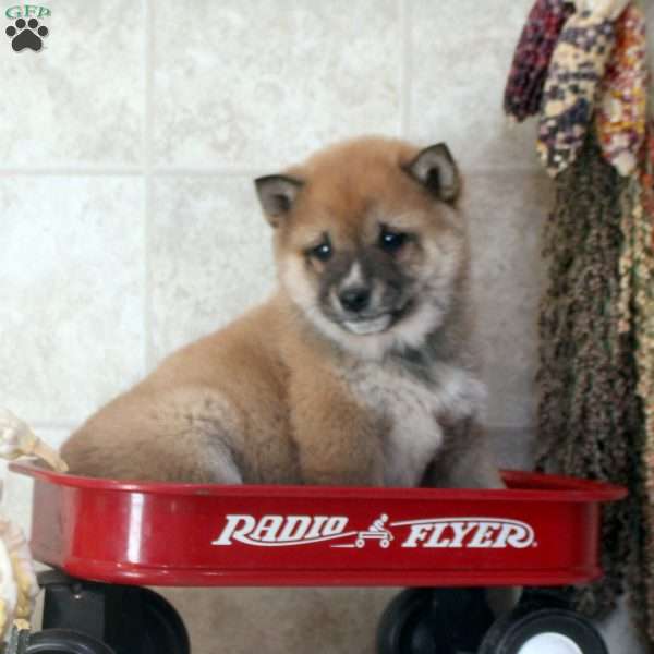 Drew, Shiba Inu Puppy