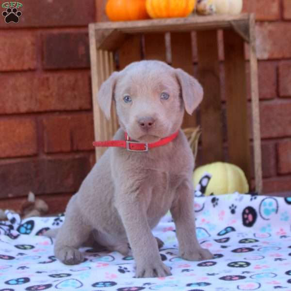 Drew, Silver Labrador Retriever Puppy
