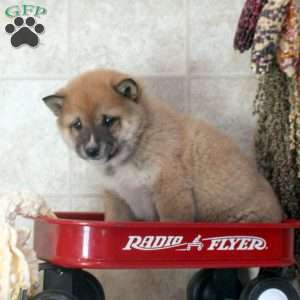 Drew, Shiba Inu Puppy