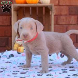 Drew, Silver Labrador Retriever Puppy