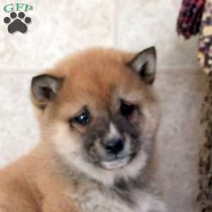 Drew, Shiba Inu Puppy