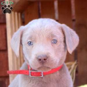 Drew, Silver Labrador Retriever Puppy