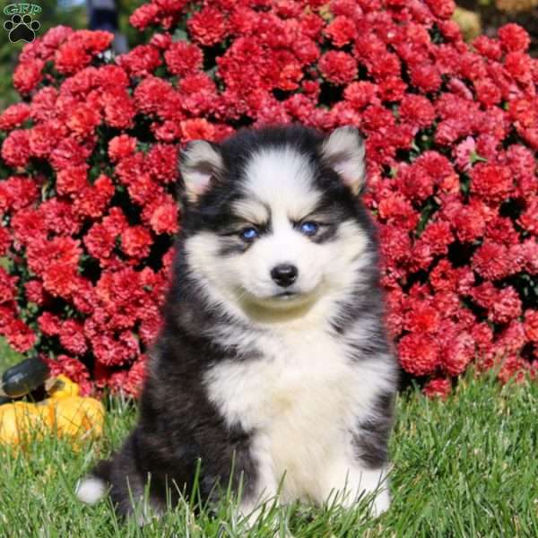 Duff, Pomsky Puppy