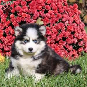 Duff, Pomsky Puppy
