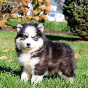Duff, Pomsky Puppy