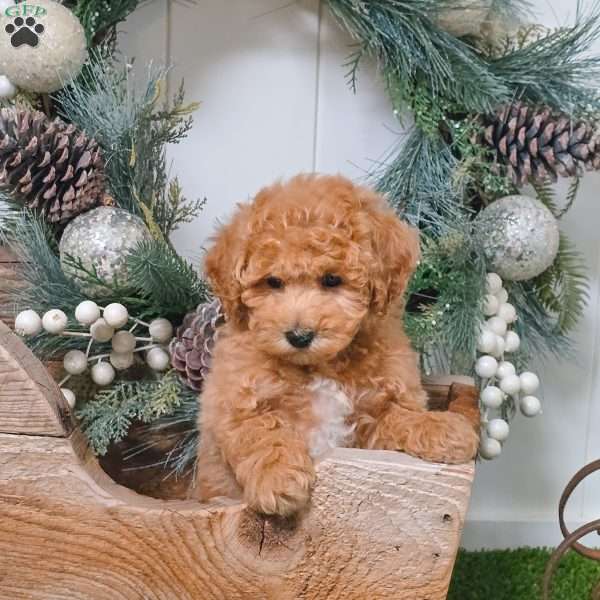 Duke, Bich-Poo Puppy