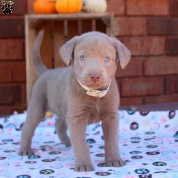 Duke, Silver Labrador Retriever Puppy