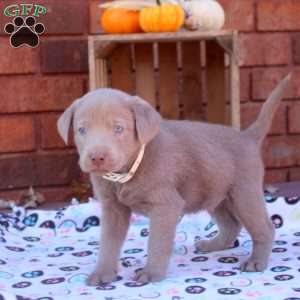 Duke, Silver Labrador Retriever Puppy