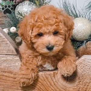 Duke, Bich-Poo Puppy