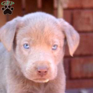 Duke, Silver Labrador Retriever Puppy