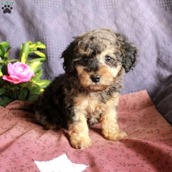 Dune, Toy Poodle Puppy