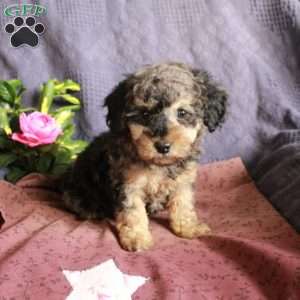 Dune, Toy Poodle Puppy