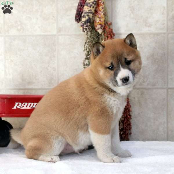 Dustin, Shiba Inu Puppy