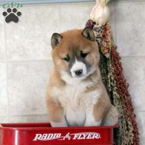 Dustin, Shiba Inu Puppy