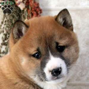Dustin, Shiba Inu Puppy