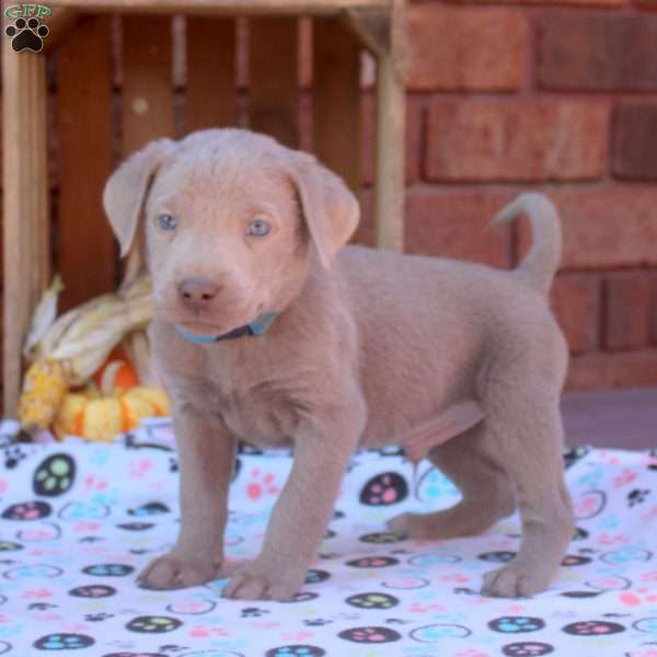 Dusty, Silver Labrador Retriever Puppy