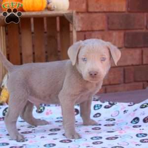 Dusty, Silver Labrador Retriever Puppy